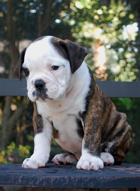 hermes bulldogge puppies|best olde english bulldogge breeder.